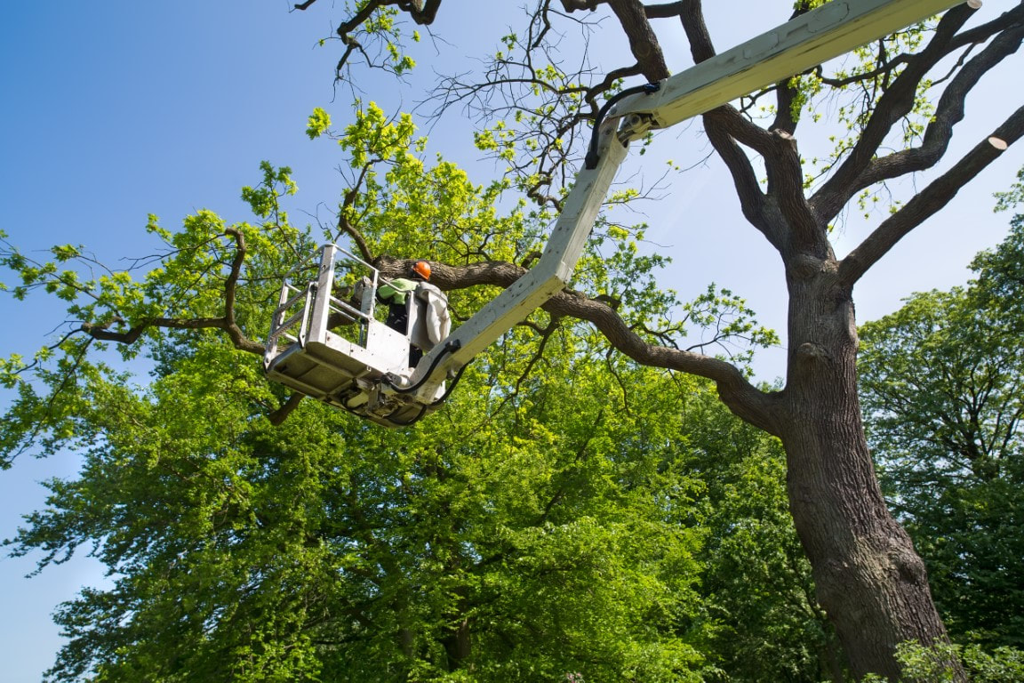 An image of Tree Trimming in Friendswood TX