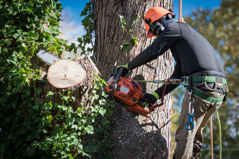 An image of Tree Cutting Serivces in Friendswood TX