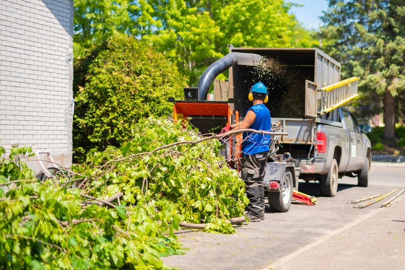 An image of Tree Removal Serivces in Friendswood TX